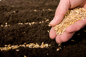 sowing and reaping sowing and reaping