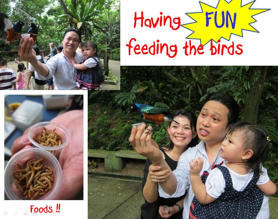 Bird 3 Bird 3