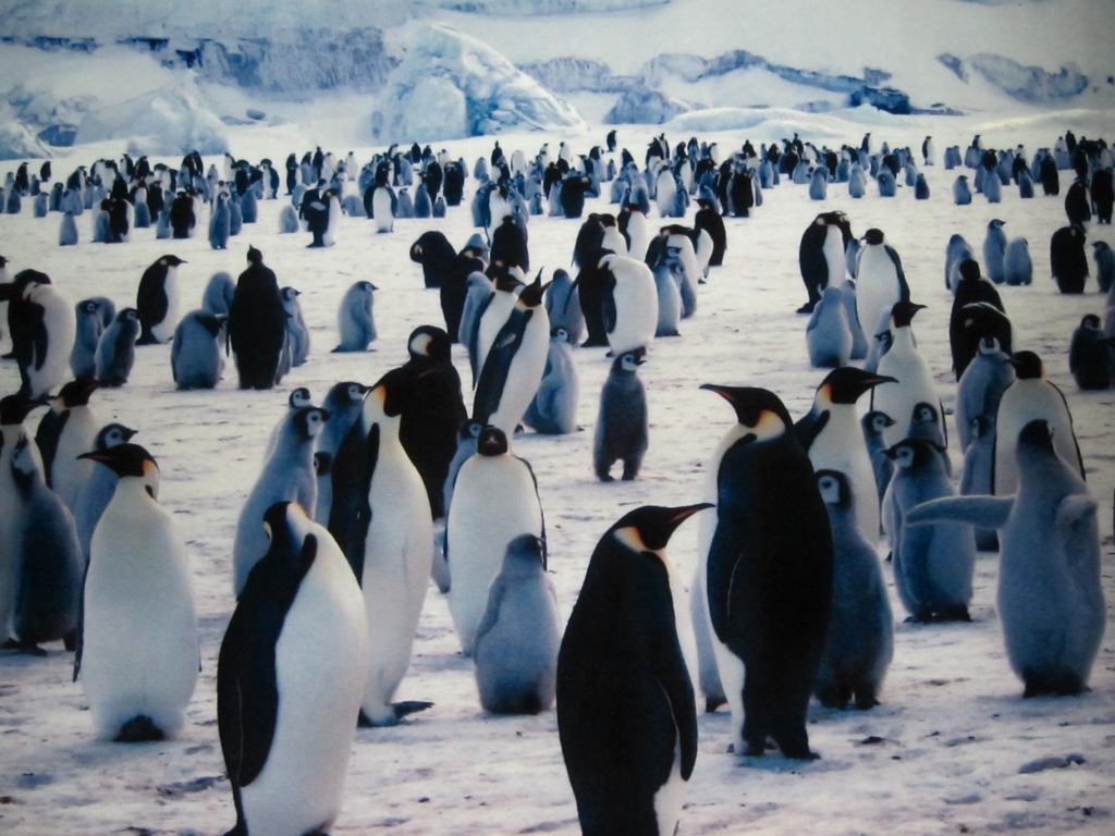 penguin 1 penguin 1